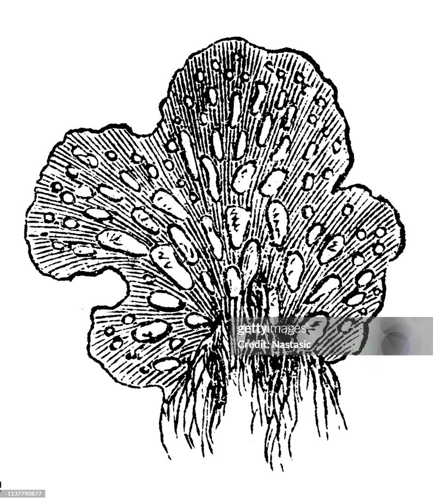 Peltigera polydactyla lichen