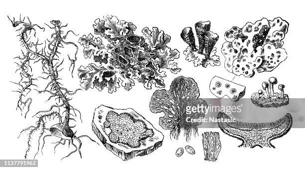 lichens - lachen stock illustrations