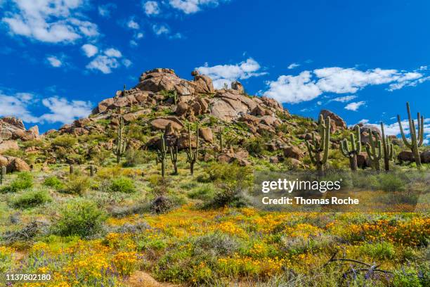 Spring In Desert 619 Spring In The Sonoran Desert Stock Photos, High-Res Pictures, and ...