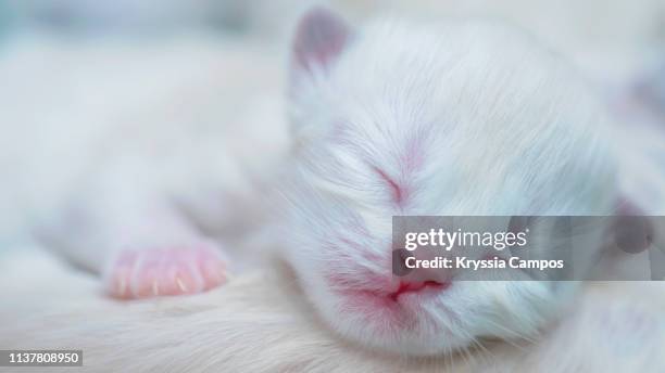 one day old white kitten - gattini appena nati foto e immagini stock