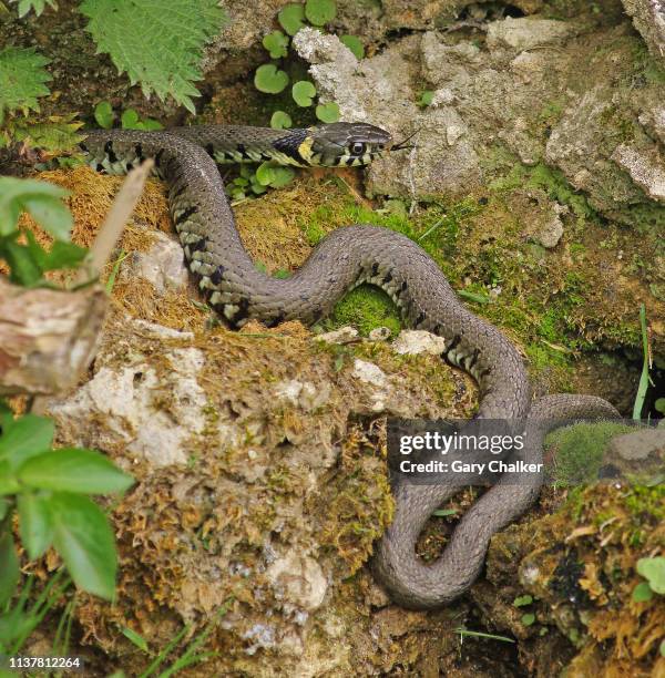 grass snake [natrix natrix] - grass snake stock pictures, royalty-free photos & images