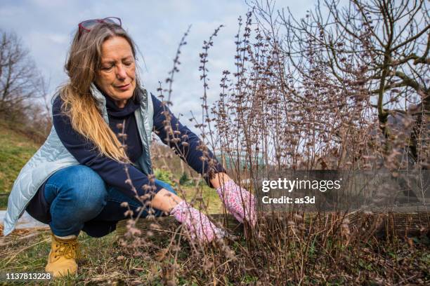 mature woman gardener pruning dead mantha bush - dead garden stock pictures, royalty-free photos & images