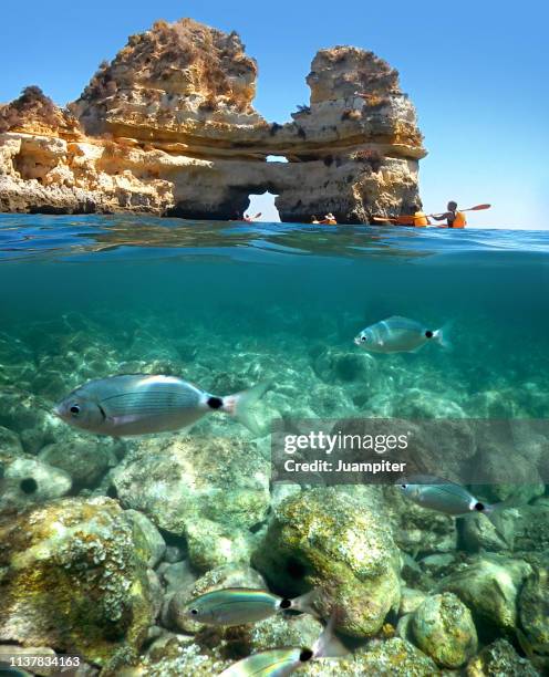 algarve bajo el agua (lagos) - algarve underwater stock pictures, royalty-free photos & images