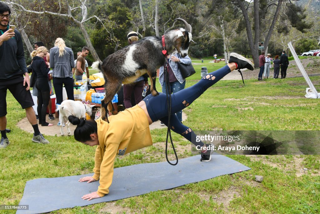 Party Goats LA Baby Goat Spring Picnic