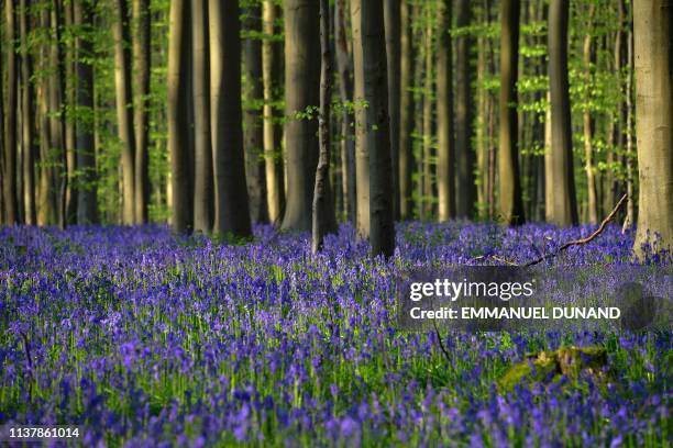 Wild bluebells blooming turn Hallerbos, a forest also known as the "Blue Forest", into a blue carpet of flowers near Halle on April 18, 2019.