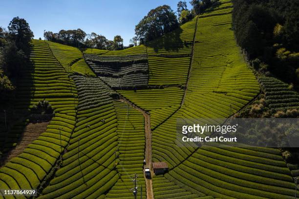 Tea leaves are handpicked at the Moriuchi Tea Farm on April 18, 2019 in Shizuoka, Japan. Japan produces approximately 100,000 tons of green tea per...