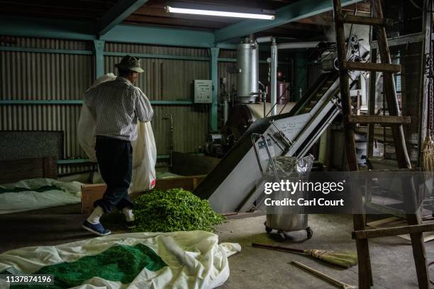 Yoshio Moriuchi feeds freshly picked tea leaves into a machine that will process them ready for consumption ahead of auction, on April 18, 2019 in...