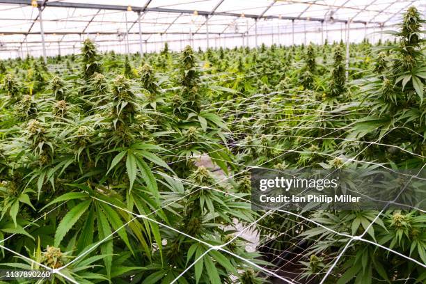 marijuana farm - canapa foto e immagini stock