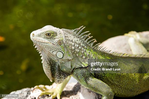 green iguana sun bathing on rock ledge in san juan, puerto rico. october 14, 2016 - san juan puerto rico stock-fotos und bilder