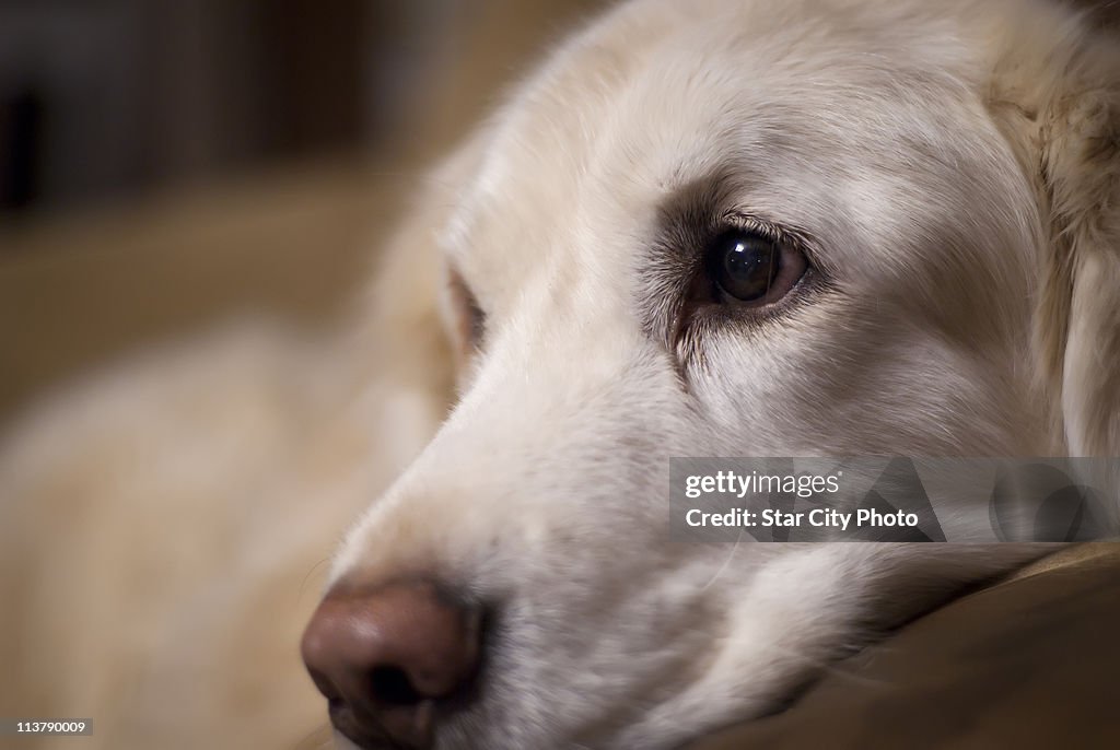 Our golden retriever sweet face
