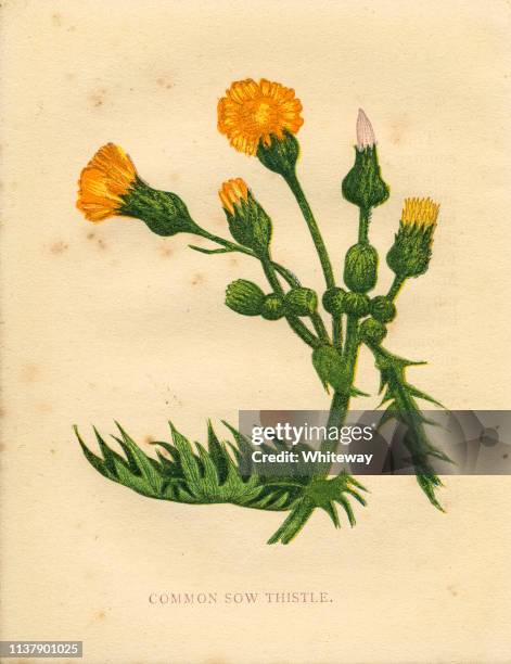 common sow thistle victorian botanical illustration by anne pratt - milk thistle stock illustrations
