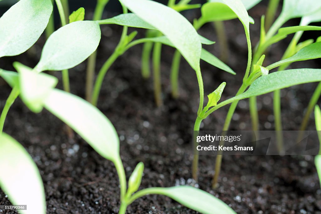 Close up of pepper seedlings