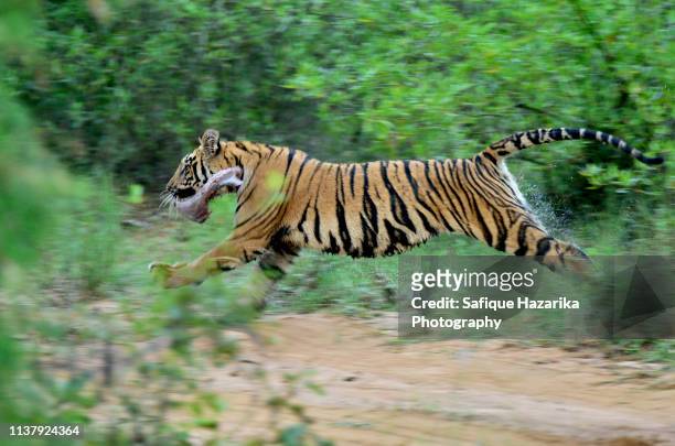 flying tiger - tiger running stockfoto's en -beelden