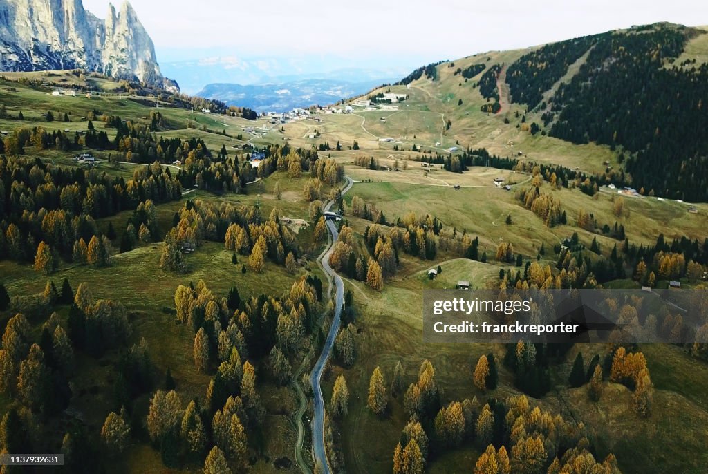 Trees in alpe di Siusi