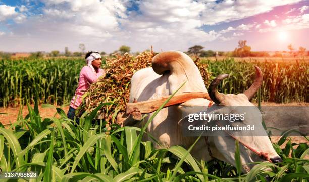 A Load Of Bull Photos and Premium High Res Pictures - Getty Images