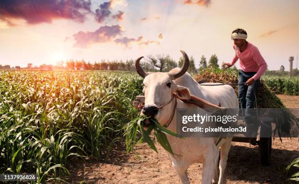 landwirt laden & reiten bulle wagen im freien auf dem feld - sorghum stock-fotos und bilder