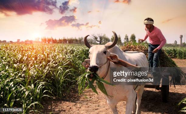 granjero cargando y montando carro de toros al aire libre en el campo - sorghum fotografías e imágenes de stock