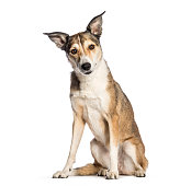 Mixed-breed dog, 8 years old, sitting in front of white background