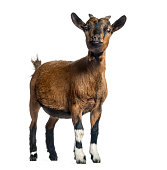 Young Goat, 4 months, standing in front of white background