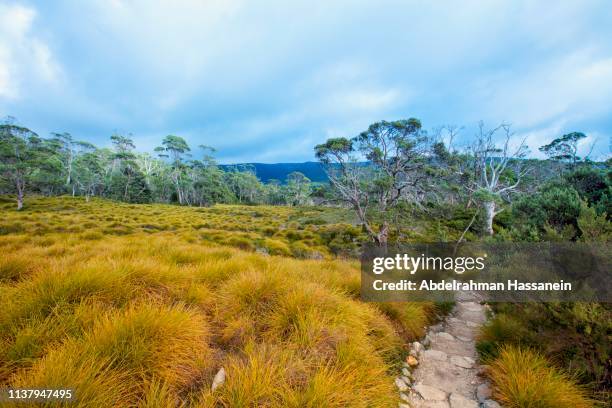 hiking trail near cradle mountain - cradle mountain stock pictures, royalty-free photos & images