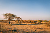 Trees in plains of Africa