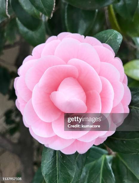 pink camellia flower - camellia japonica stock pictures, royalty-free photos & images