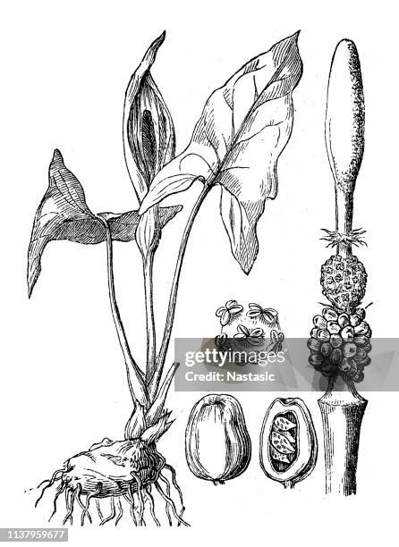 arum maculatum, plant known under many names referring to the inflorescence resembling male and female genitalia - arum triphyllum stock illustrations