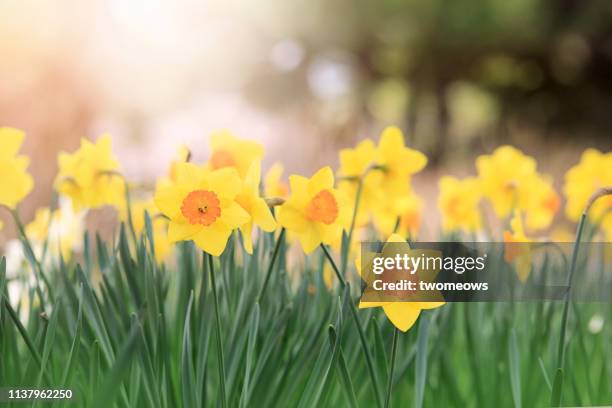 yellow daffodils flower bed. - daffodils stock-fotos und bilder