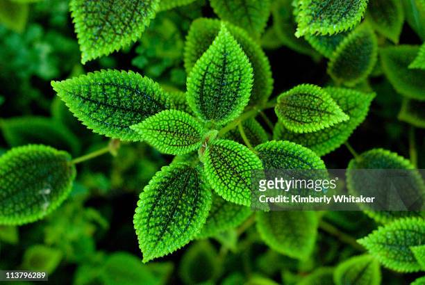 nature's greenery - us botanic garden stock pictures, royalty-free photos & images