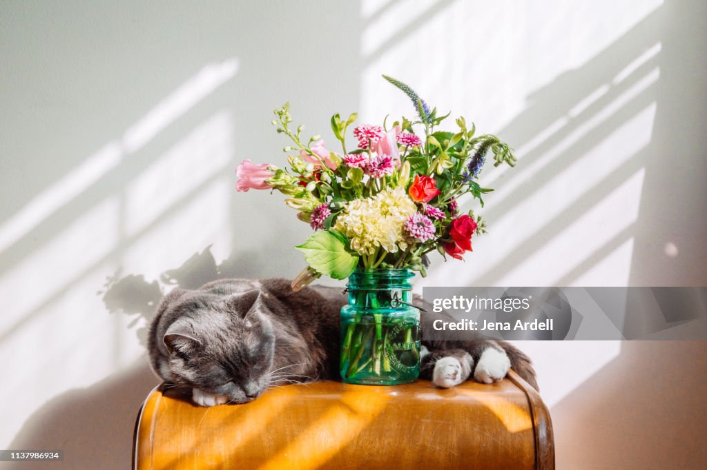 Cat Sleeping, Cute Cat, Domestic Cat, Cat Life, Indoor Cat, Animal Themes, Pets, Cats