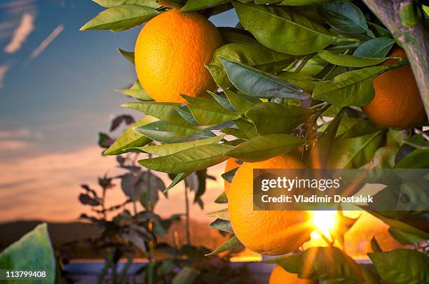 washington navel oranges - ネーブルオレンジ ストックフォトと画像