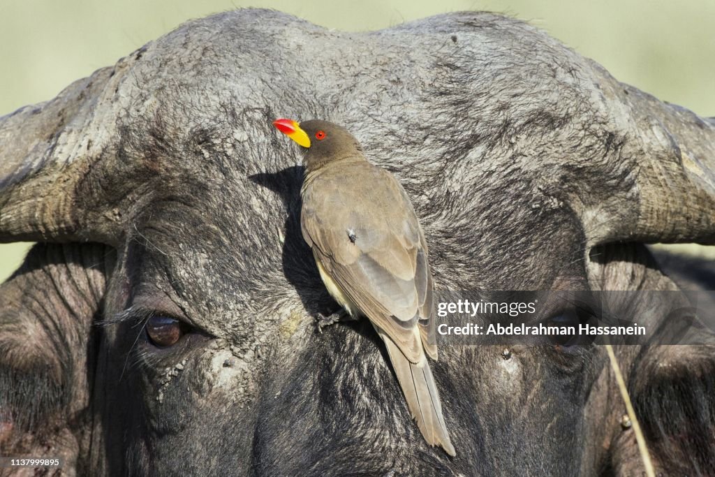 Mutualistic relationship between Oxpecker and Cape buffalo.