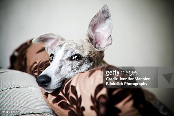 whippet listening - dog listening stock pictures, royalty-free photos & images