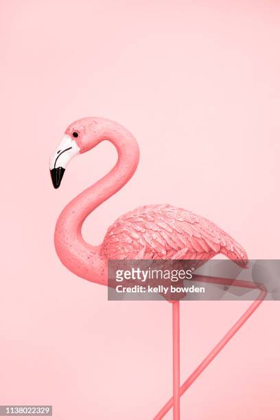 flamingo coral rose gold - flamingo stockfoto's en -beelden
