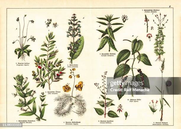 19th century - original scanned antique victorian style botanical lithographs boards with corresponding caption in latin and old german script. munich 1880 - 1889, germany. - encyclopaedia stock illustrations