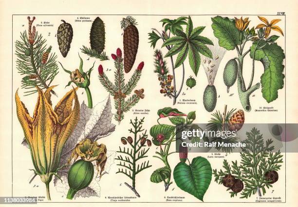 19. jahrhundert-original gescannt antiker, korktorianischer stil botanische lithografie-tafeln mit entsprechender bildunterschrift in lateinischer und altdeutscher schrift. münchen 1880-1889, deutschland. - botanik stock-grafiken, -clipart, -cartoons und -symbole