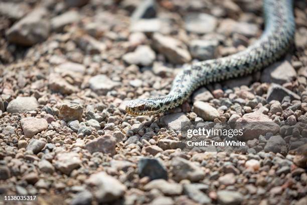 Male adder crosses a path in Northumberland on April 19, 2019 in Rothbury, England. Experts have warned the UK's only native venomous snake is in...