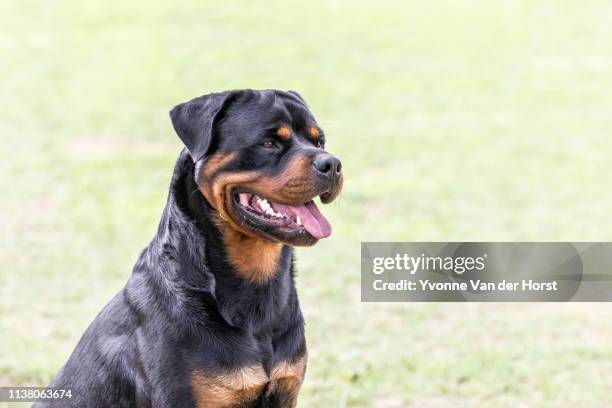 rottweiler dog in a green paddock - rottweiler imagens e fotografias de stock