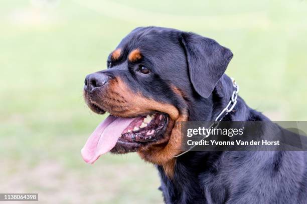 rottweiler dog in a green paddock - rottweiler fotografías e imágenes de stock