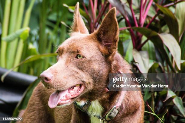 australian kelpie . working dog - オーストラリアンケルピー ストックフォトと画像