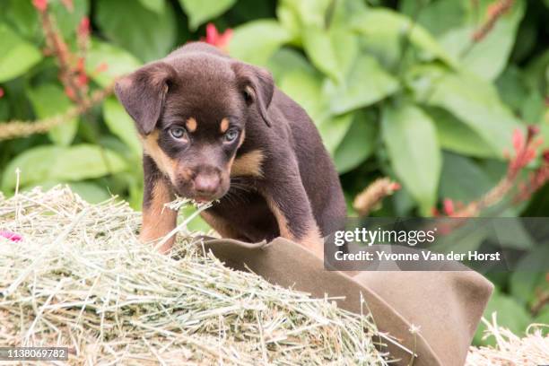 australian kelpie puppies at play - オーストラリアンケルピー ストックフォトと画像