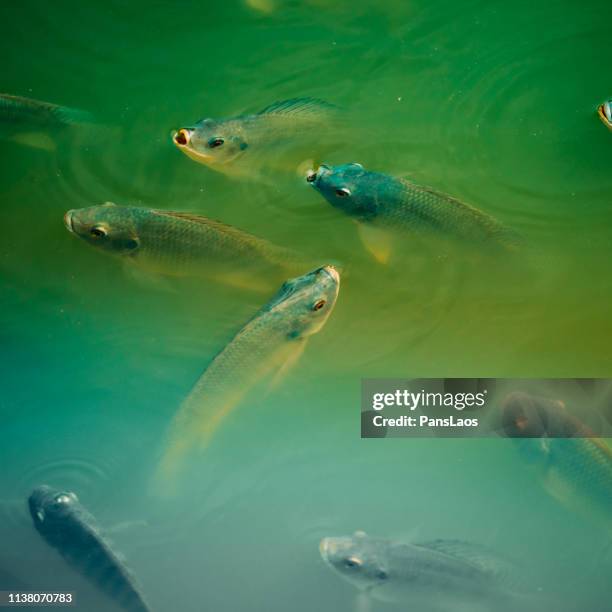 aquaculture tilapia fish - tilapia stock pictures, royalty-free photos & images