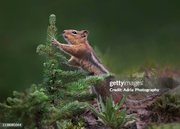 golden-mantled ground squirrel - animal sniffing stockfoto's en -beelden