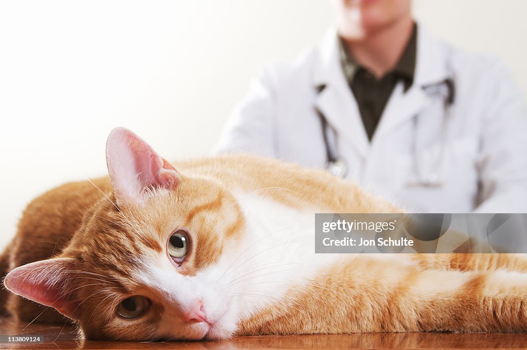 A cat laying down before a veterinarian