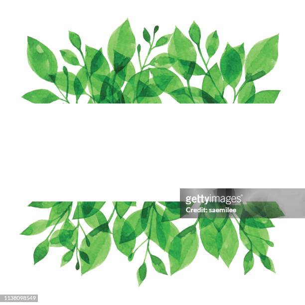 illustrazioni stock, clip art, cartoni animati e icone di tendenza di striscione acquerello con ramo verde - leaf