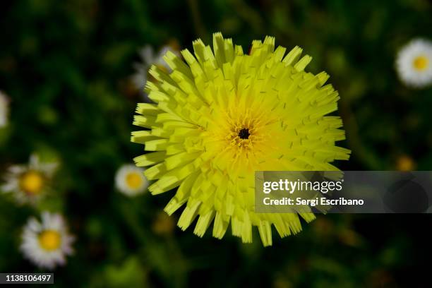 macro view of a dandelion flower - fibonacci photos et images de collection