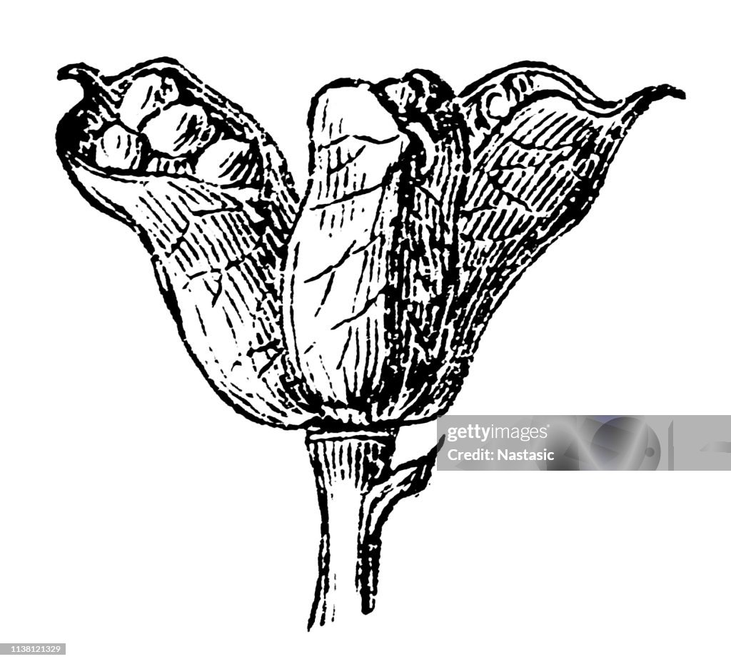 Aconitum napellus (monkshood, aconite)
