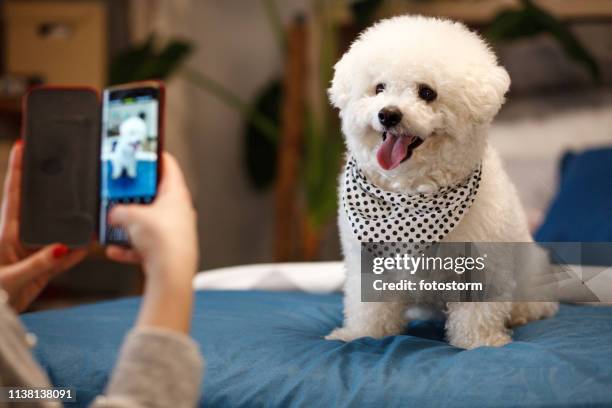 chica tomando foto de su perro con teléfono inteligente - bichon frise fotografías e imágenes de stock