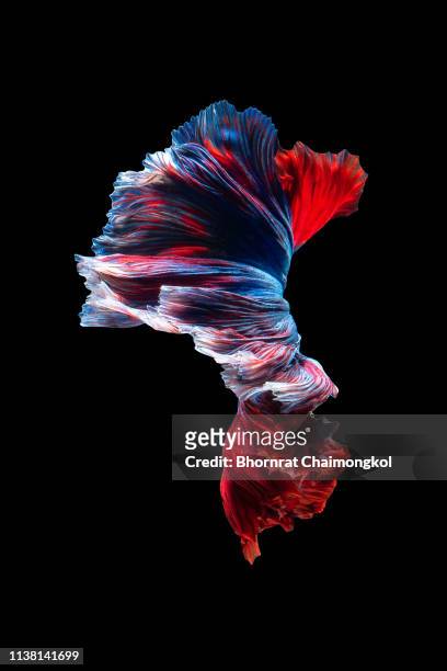 close up art movement of the siamese fighting fish - aquatic organism stock pictures, royalty-free photos & images