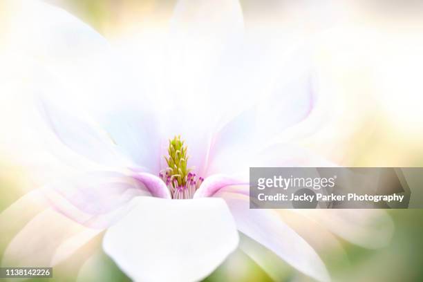 close-up, creative image of a single, white, spring flowering magnolia flower taken against a soft background - bush live stock-fotos und bilder